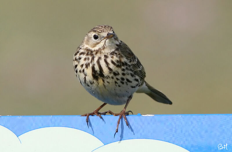 Meadow Pipit, identification