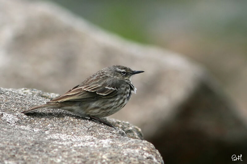 European Rock Pipitadult, identification