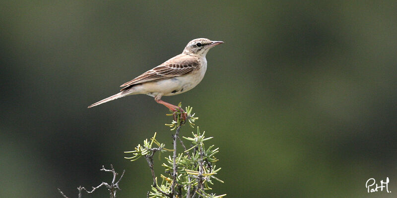 Tawny Pipit, identification