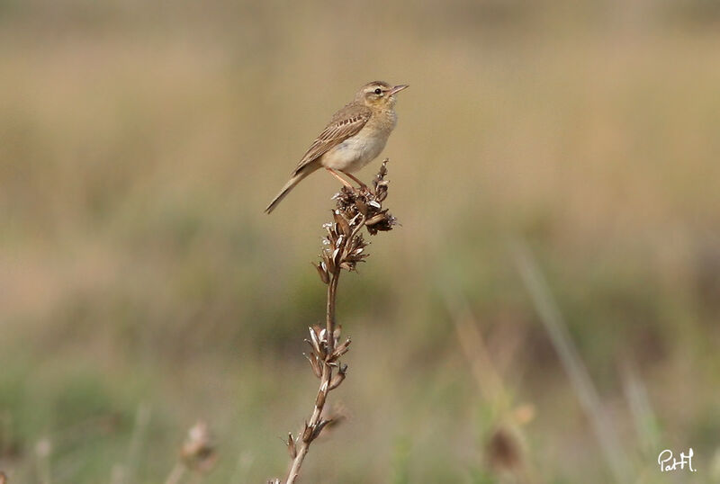 Pipit rousseline, identification