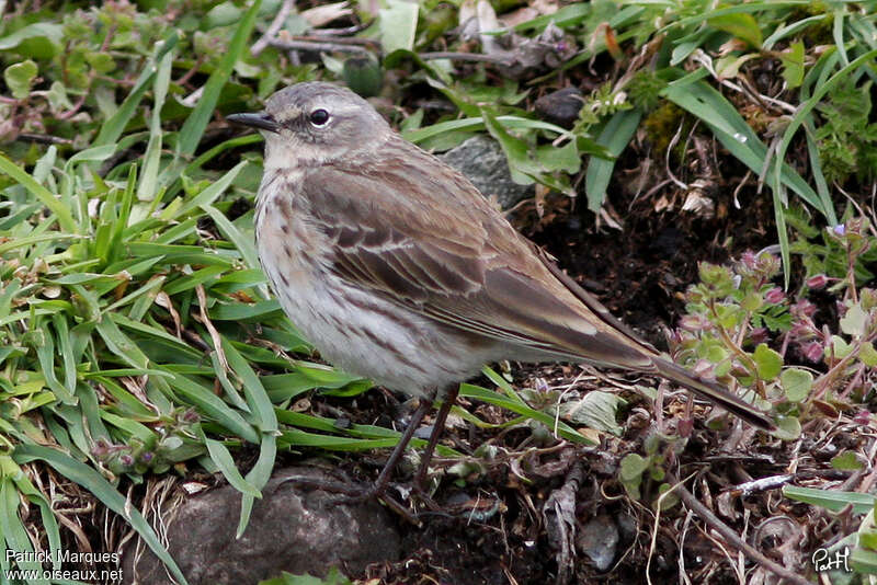 Water Pipitadult transition, moulting, pigmentation