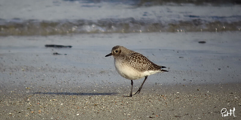 Grey Plover, identification