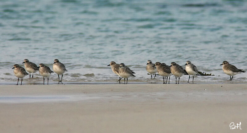 Grey Plover, identification, Behaviour