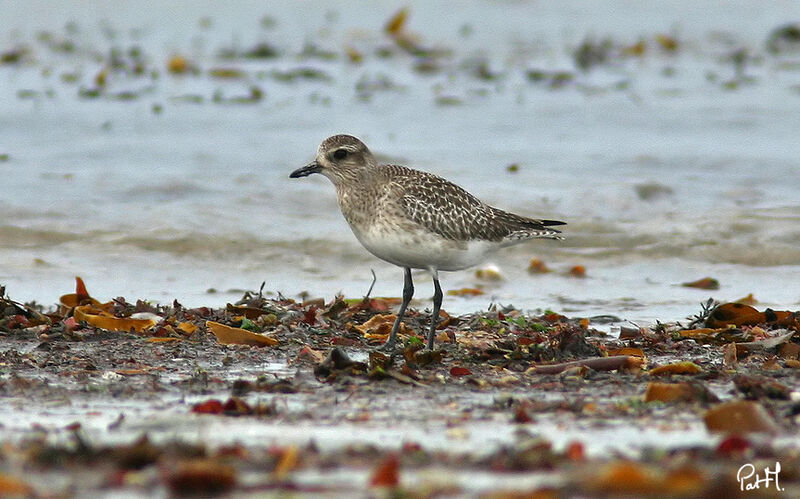 Grey Ploveradult post breeding, identification