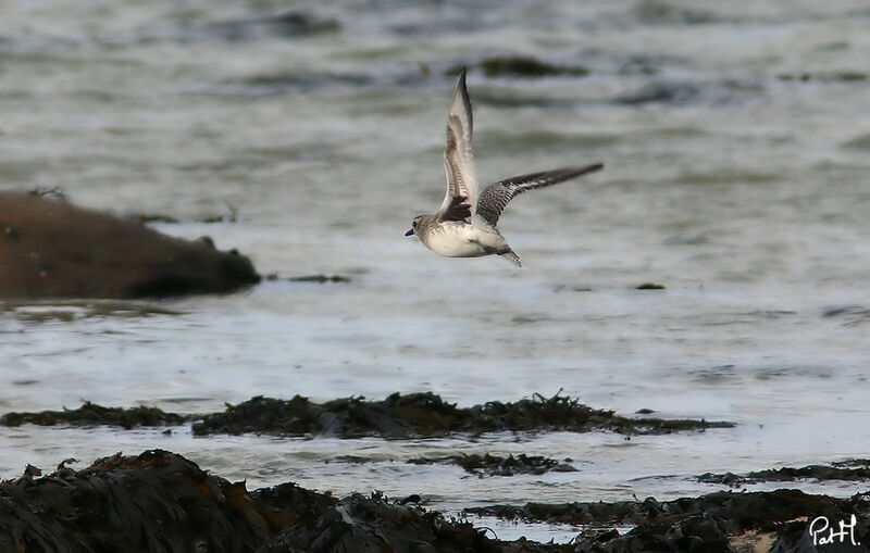 Grey Plover, Flight