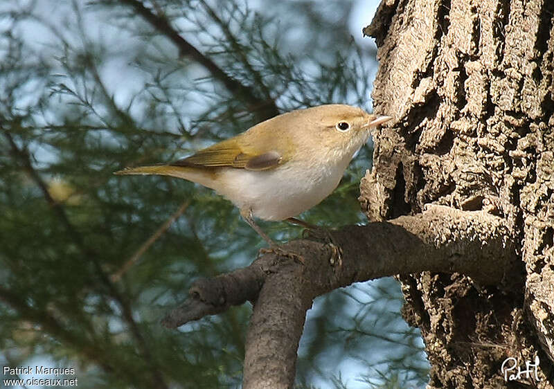 Pouillot de Bonellijuvénile, identification