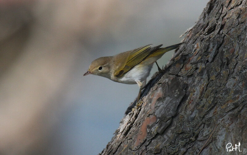 Western Bonelli's Warbler, identification