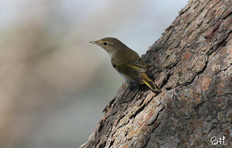 Pouillot de Bonelli, identification