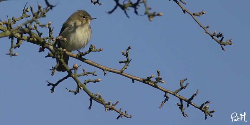 Common Chiffchaff, identification