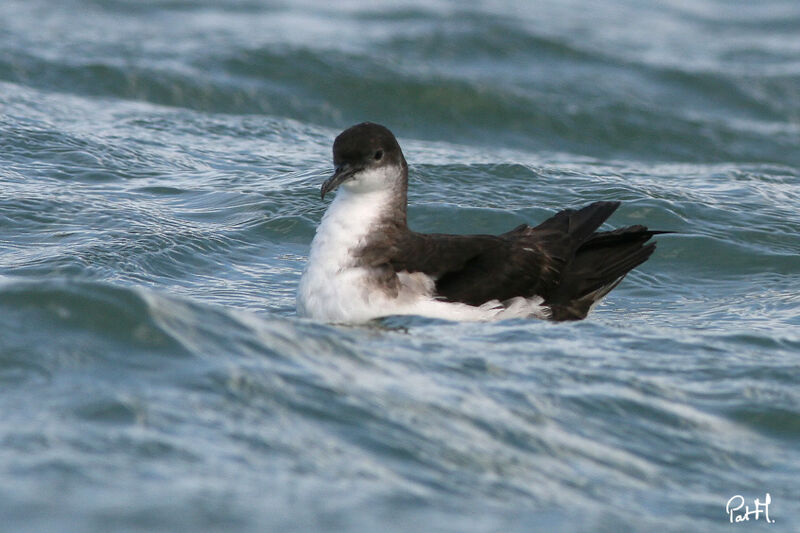 Manx Shearwater, identification