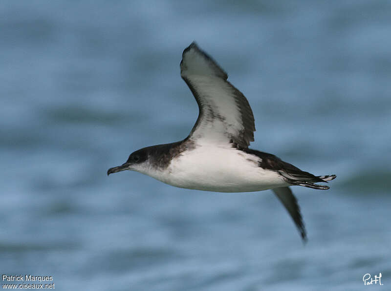 Manx Shearwateradult, Flight