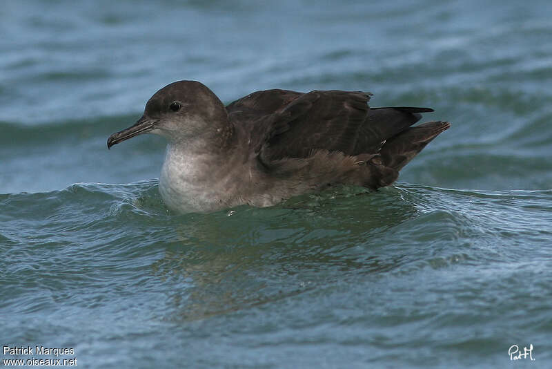 Balearic Shearwateradult, identification, Behaviour