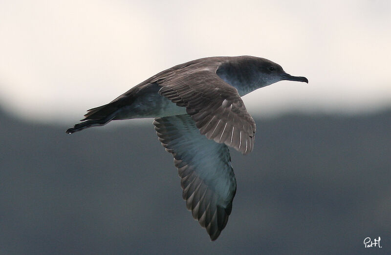 Balearic Shearwateradult, Flight