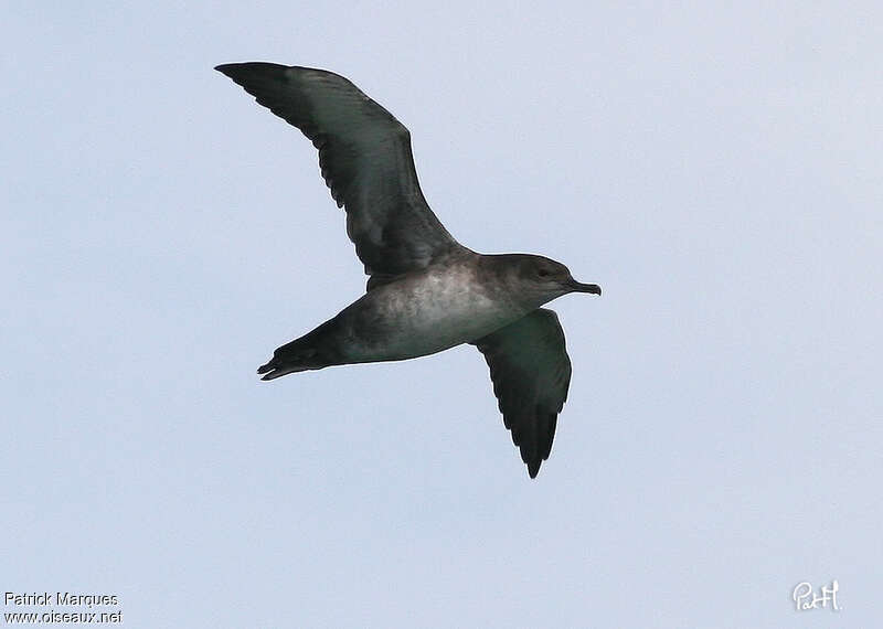 Puffin des Baléaresadulte, Vol