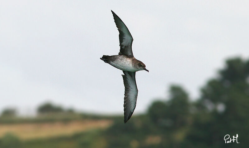 Balearic Shearwateradult, Flight