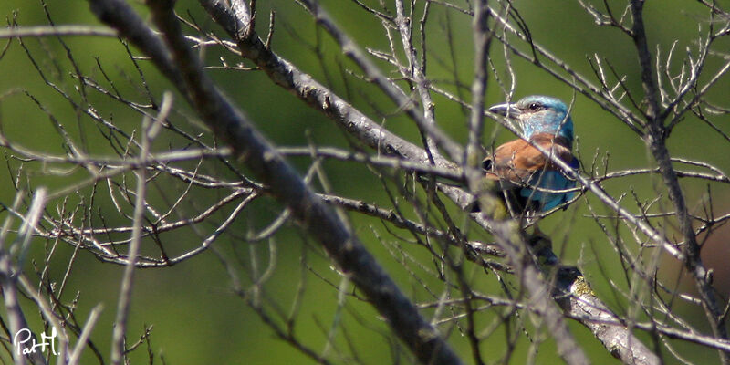 European Rolleradult, identification