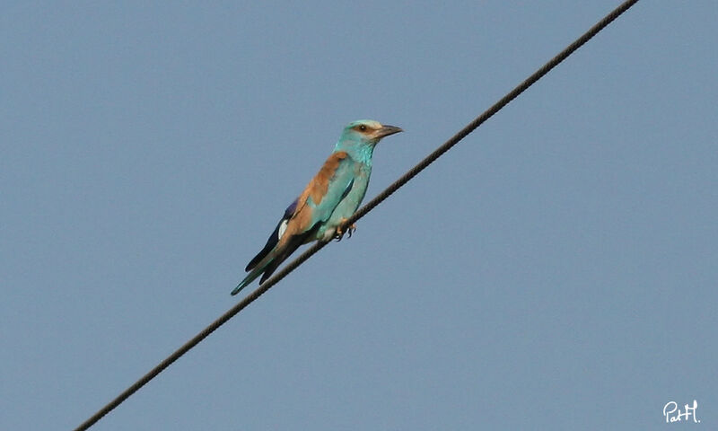 European Roller