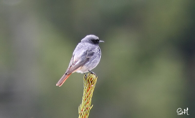 Black Redstart, identification