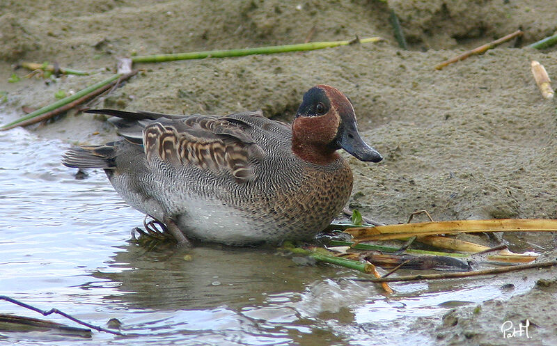 Sarcelle d'hiveradulte internuptial, identification