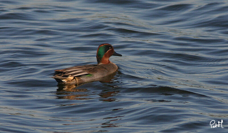 Eurasian Teal male adult breeding, identification