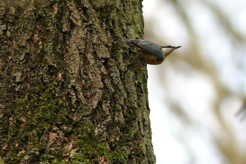 Eurasian Nuthatch, identification