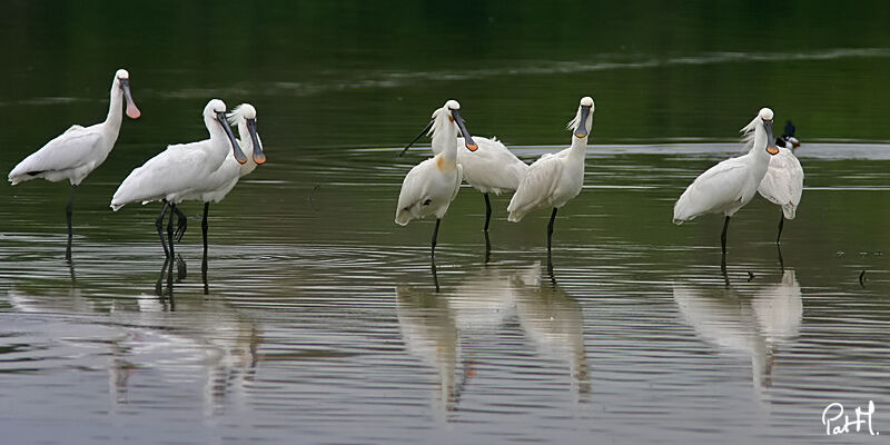 Eurasian Spoonbill, identification