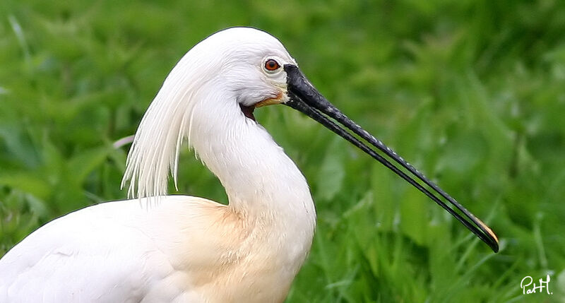 Eurasian Spoonbilladult breeding, identification