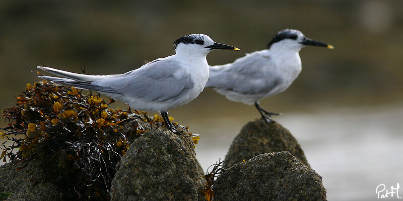 Sandwich Tern, identification