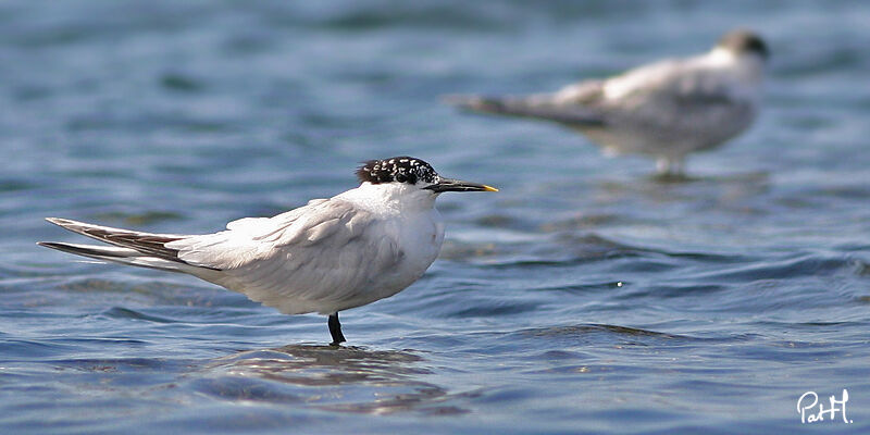 Sandwich Tern, identification