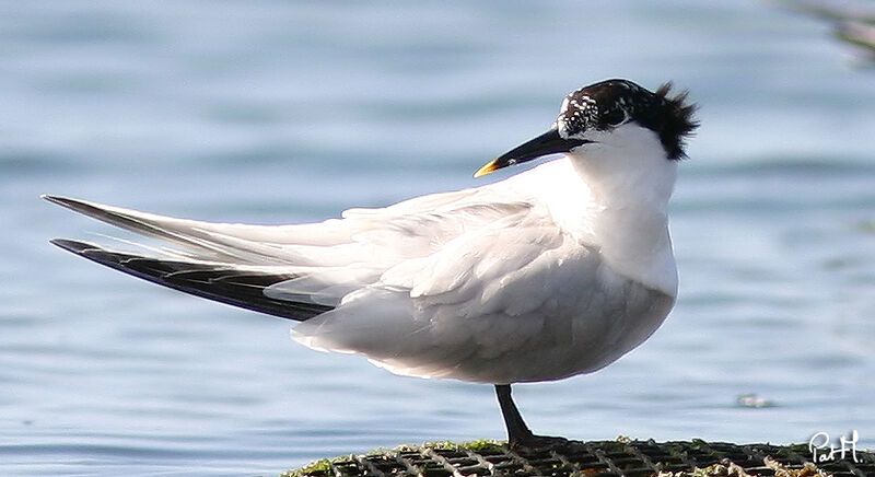 Sandwich Ternadult breeding, identification