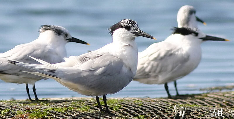 Sandwich Tern, identification