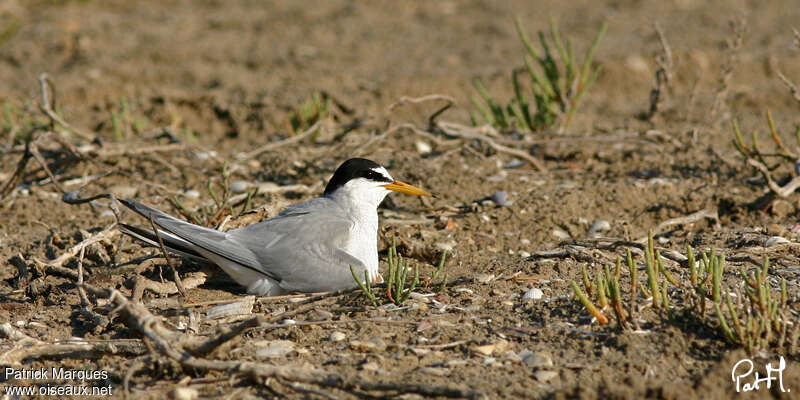 Little Ternadult breeding, Reproduction-nesting, Behaviour