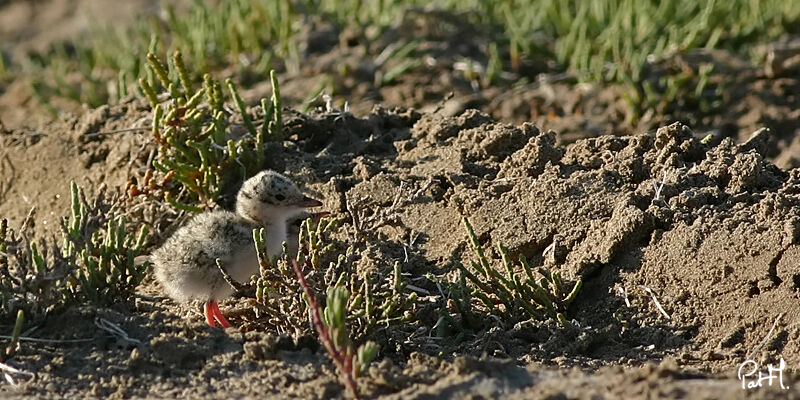 Little Ternjuvenile, identification, Reproduction-nesting