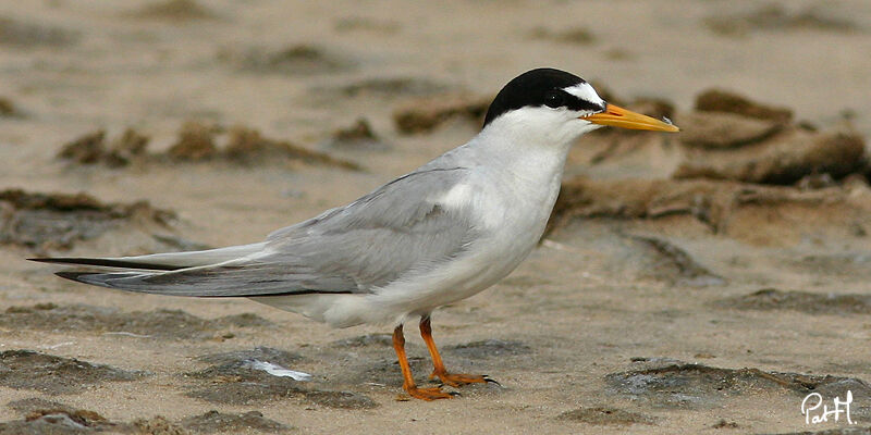 Little Tern, identification