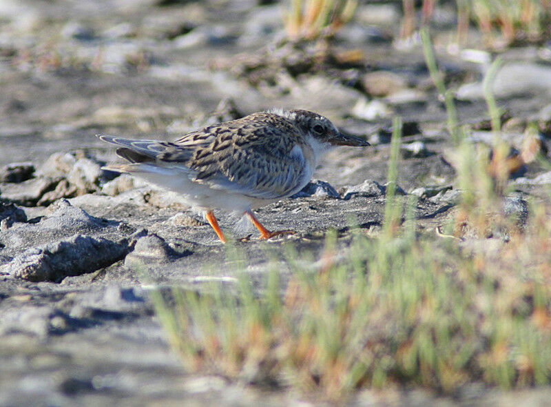 Sterne nainejuvénile, identification, Comportement