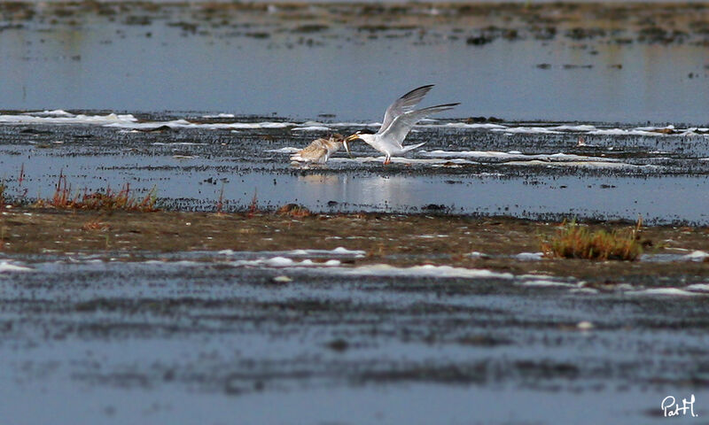 Little Tern, feeding habits, Reproduction-nesting