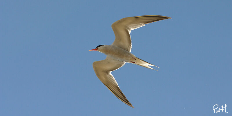 Common Tern, Flight