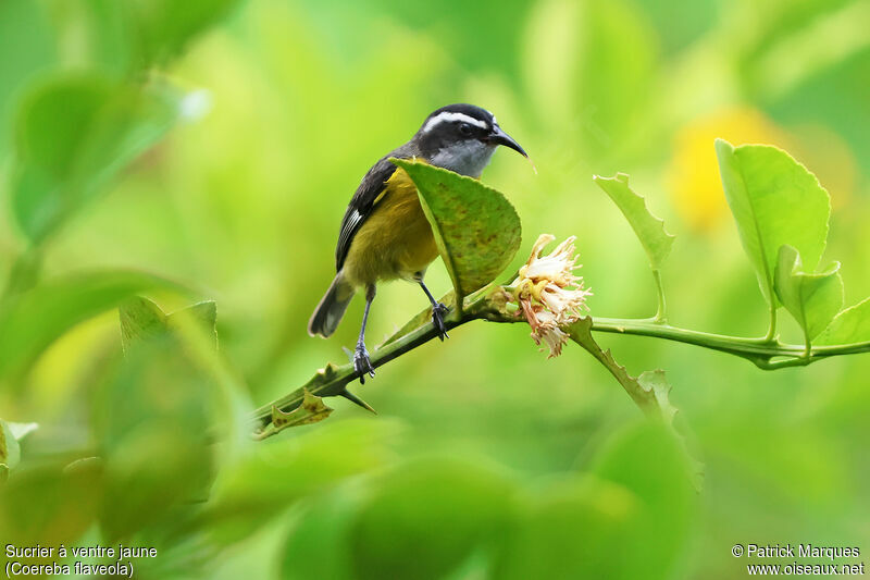 Sucrier à ventre jaune mâle adulte, identification