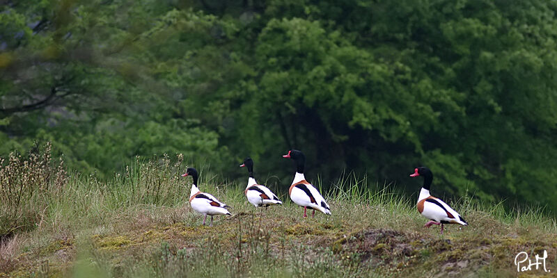 Common Shelduckadult, identification