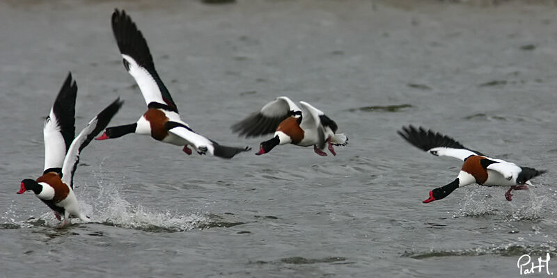 Common Shelduckadult, Flight, Behaviour