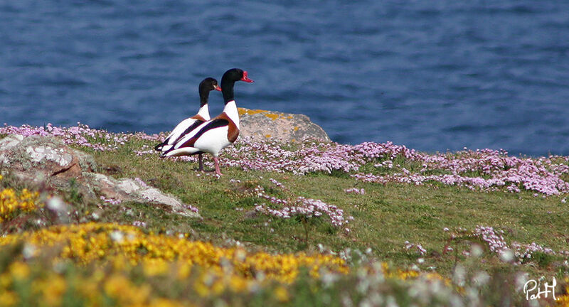 Common Shelduck adult breeding, identification, Behaviour