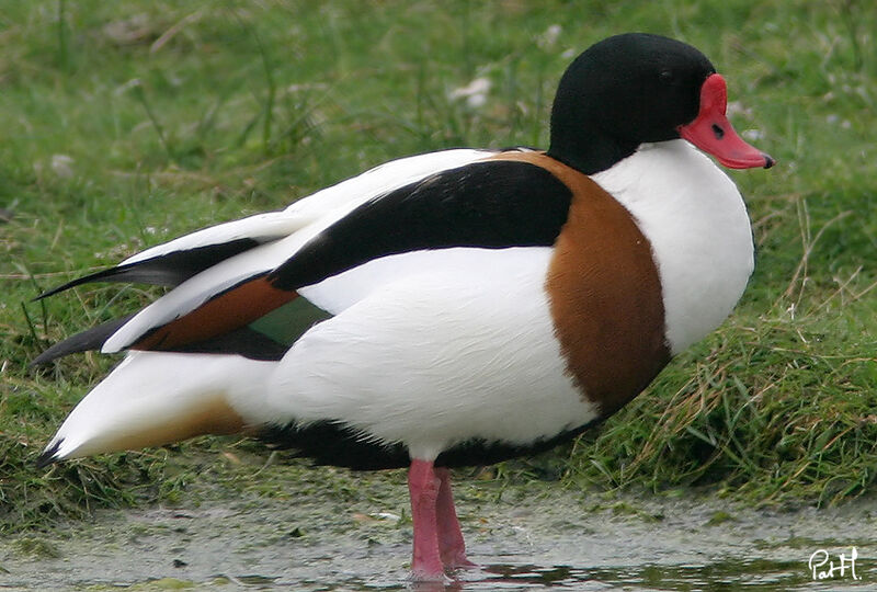 Common Shelduck male adult breeding, identification