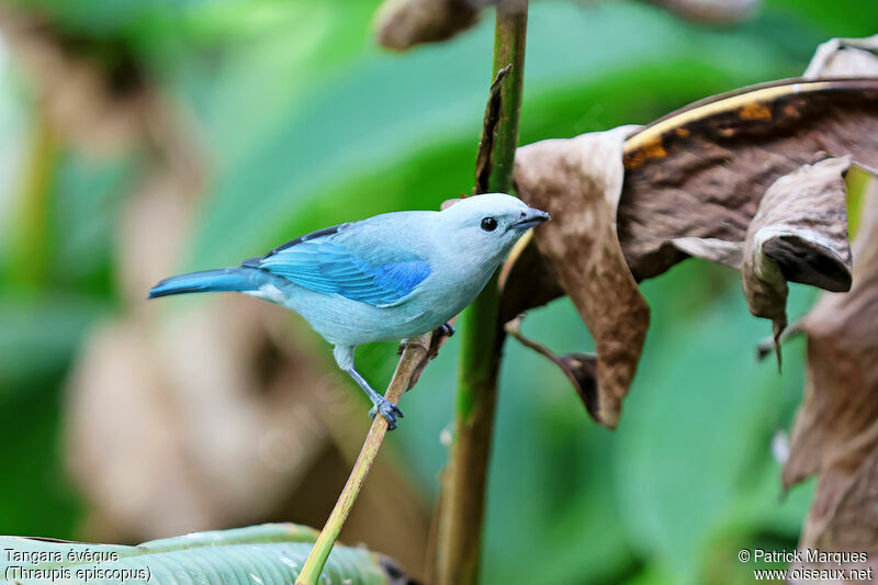 Blue-grey Tanageradult, identification