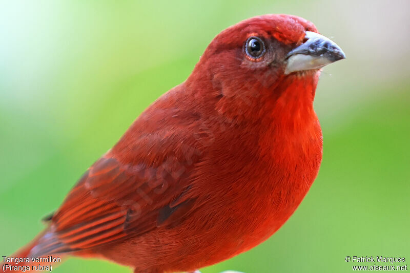 Summer Tanager male adult, close-up portrait