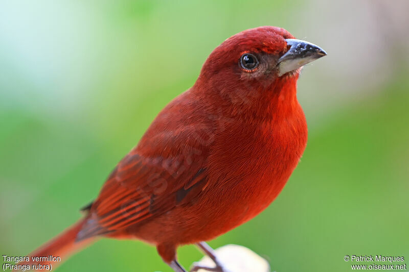 Summer Tanager male adult, identification