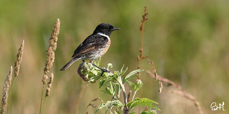 European Stonechat male, identification