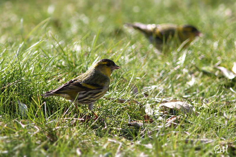 Tarin des aulnes mâle adulte, identification