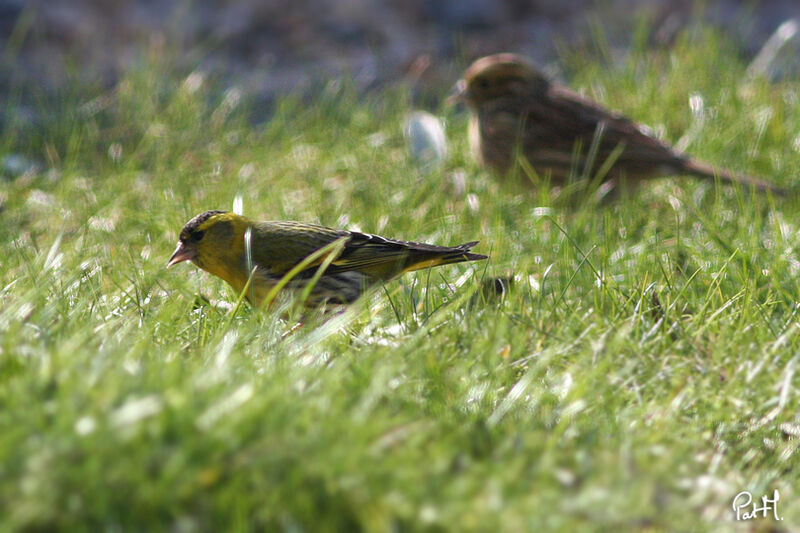 Eurasian Siskin male adult, identification