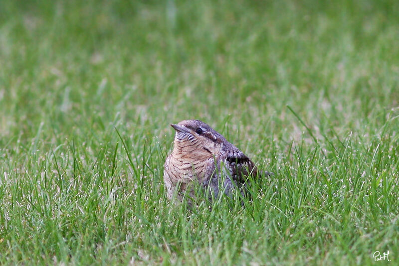 Eurasian Wryneck