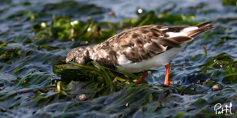 Ruddy Turnstone, feeding habits, Behaviour